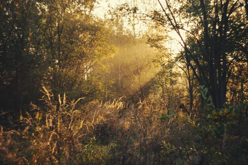 Brother Sun, Sister Earth: How Anglican and Franciscan Traditions Are Weaving a Common Theology of Creation Care